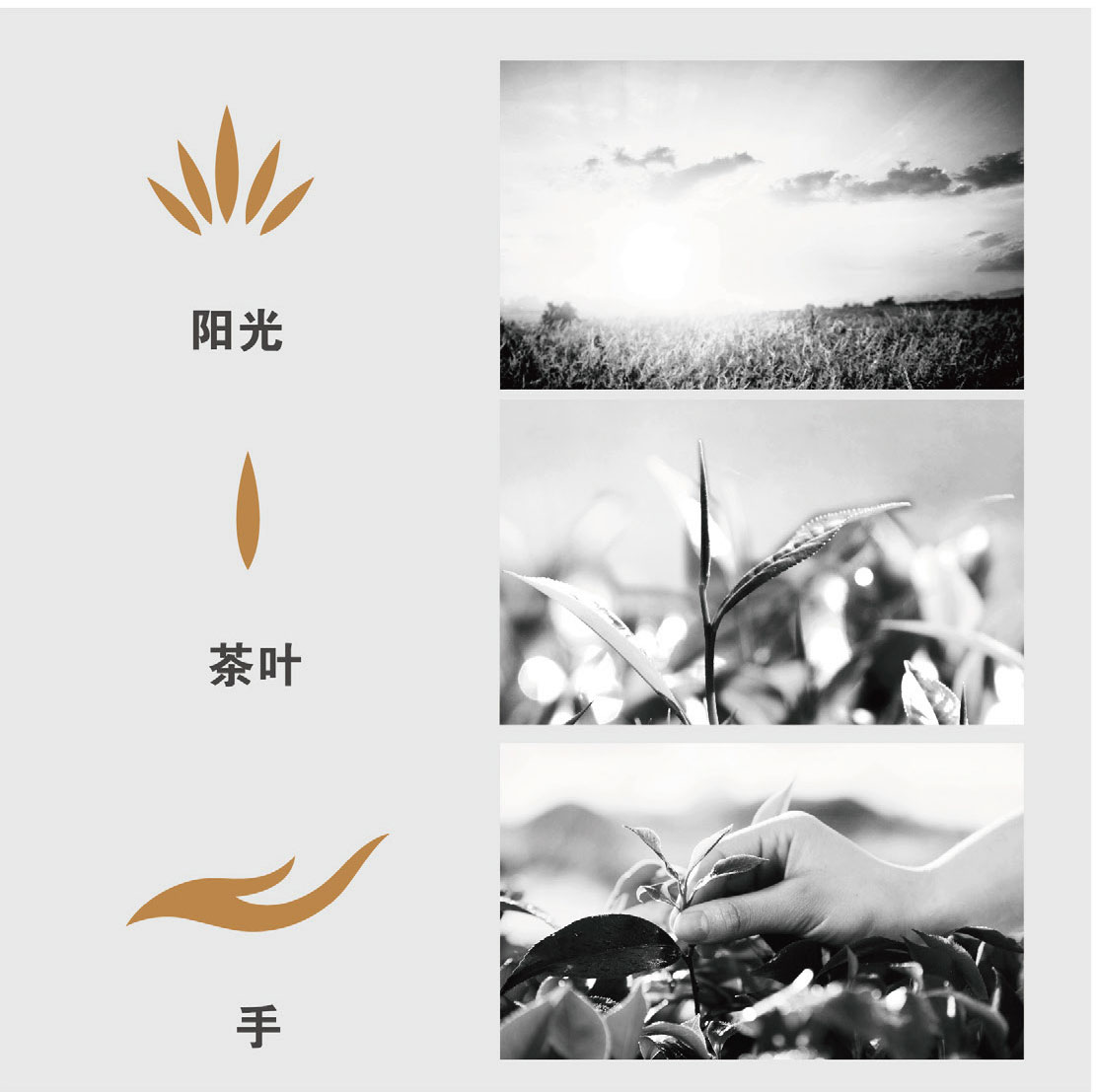 亲硒源_品牌策划整合_品牌创意设计公司